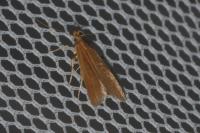 Helcystogramma rufescens