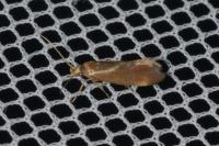 Metalampra