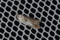 Ancylis laetana