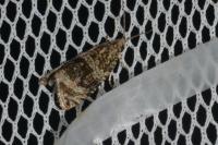 Celypha lacunana