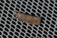 Clavigesta purdeyi