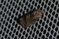 Cydia splendana