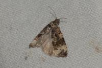 Endothenia gr. gentianaeana