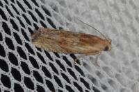 Eucosma gr. cana