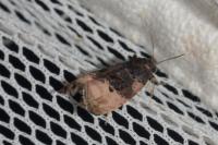 Metendothenia atropunctana