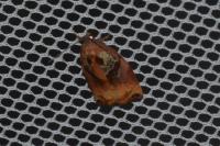 Archips podana