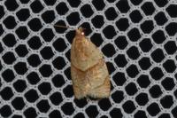 Clepsis rurinana