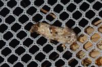 Neocochylis molliculana