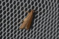 Helcystogramma rufescens