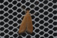 Helcystogramma rufescens