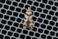 Pseudotelphusa scalella