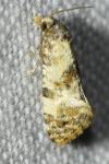 Neocochylis molliculana