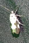 Ethmia quadrillella