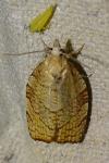Pandemis corylana