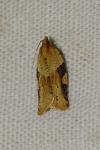 Clepsis spectrana