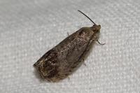 Cydia splendana