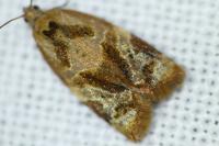 Archips xylosteana