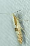 Argyresthia pruniella