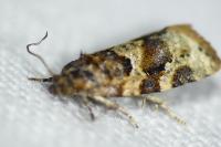 Argyrotaenia ljungiana