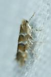 Cameraria ohridella