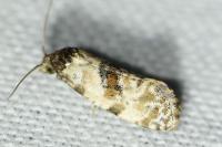 Neocochylis molliculana