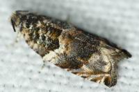 Gypsonoma minutana