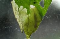 Acrolepia autumnitella