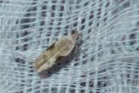 Hypatima rhomboidella