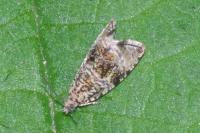 Celypha lacunana