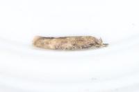 Mompha epilobiella