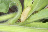 Mompha epilobiella