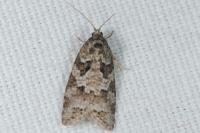 Cnephasia