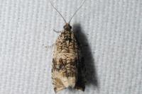Celypha lacunana