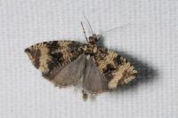 Celypha lacunana