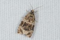 Celypha lacunana