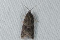 Cnephasia