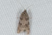 Cnephasia