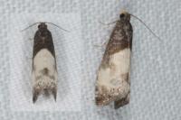 Notocelia cynosbatella