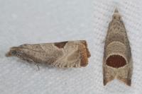 Notocelia uddmanniana