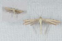 Adaina microdactyla