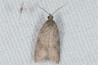 Cnephasia