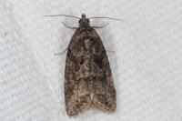 Cnephasia