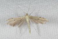 Adaina microdactyla