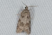 Cnephasia