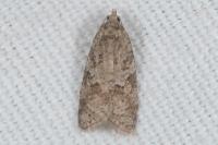 Cnephasia