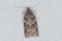 Cnephasia