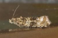 Celypha lacunana