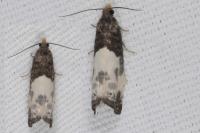 Notocelia cynosbatella