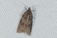 Cnephasia