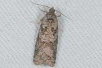 Cnephasia